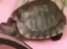 Tutel Turtle GIF - Tutel Turtle Turtle Go Brr GIFs