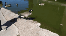 Geese Pond GIF - Geese Pond GIFs