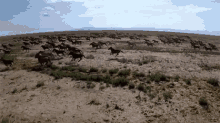 Wild And Free GIF