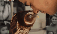 Cute Owl Kiss Owl GIF - Cute Owl Kiss Owl Bisou GIFs