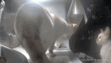 two cats are standing next to each other in a room eating from a bowl .