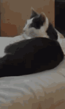 Hessu Cat GIF - Hessu Cat Cat Jump GIFs