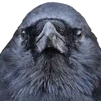 a close up of a bird 's face with a very long beak