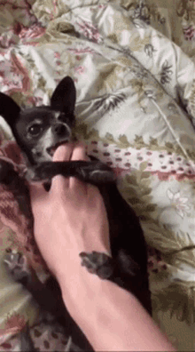 Dog Chihuahua GIF - Dog Chihuahua Puppy GIFs