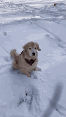 Blink Dog GIF - Blink Dog Snow GIFs