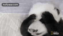Good Night Panda.Gif GIF - Good Night Panda Anim-night Panda GIFs