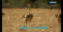 a group of birds standing in a field with the words " бегу к тебе " on the bottom