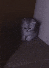 a kitten is sitting in a dark corner of a room