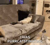 a cat is sitting on a couch with the words i was purrcatstinating above it