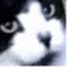 Misa Cat GIF - Misa Cat M GIFs