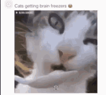 Cat Brainfreeze GIF