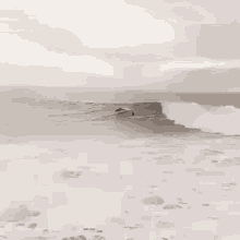 Dolphins Surf GIF - Dolphins Surf Surfing GIFs