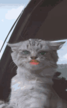 Swag Cat Cats GIF - Swag Cat Cats Lil Sissy GIFs