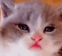 Cute Cat GIF - Cute Cat Licking Lips GIFs