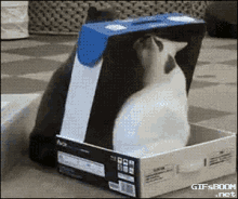 Cat In A Box GIF - Trapped Cats Closed GIFs