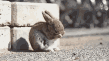 Funny Animals Rabbit GIF