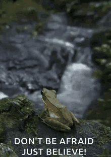 Frog Stream GIF