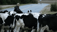Banshee Cows GIF - Banshee Cows Job GIFs