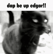 Edgar Gaming Server GIF - Edgar Gaming Server Cat GIFs