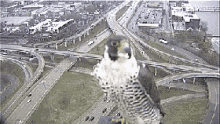 peregrine falcon can grand rapids michigan bird aerial