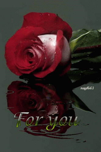 Rose Flower GIF - Rose Flower Red Rose GIFs