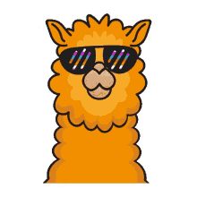 pakie la alpaca cool cute animals sunglasses omer