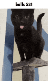 a black cat sticking its tongue out with the words balls 531 above it