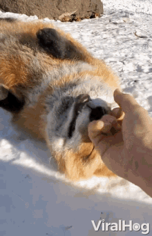 Cute and Adorable gifs