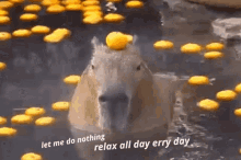 Relax Lazy GIF - Relax Lazy Capybara GIFs