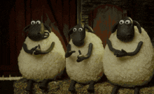 three sheep are sitting on a pile of hay and one is giving the middle finger