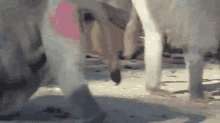 Baboon Fight GIF - Baboon Fight GIFs