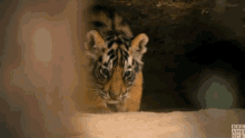 Tiger Cub Baby Tiger GIF - Tiger Cub Baby Tiger Sneak GIFs