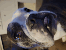 Bulldog Dog Face GIF - Bulldog Dog Face Robert Thompson GIFs