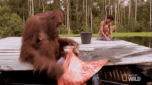 Monkey Washing Clothes GIF - Nat Geo Nat Geo Wild Worlds Weirdest GIFs