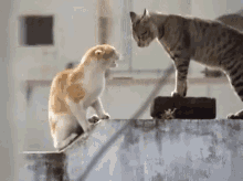 cats fighting threatening attitude