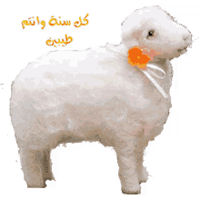 عيد الأضحى خروف العيد عيد مبارك كل عام وأنتم بخير GIF - Adha Eid Islamic Sacrifice Day Adha Sheep GIFs