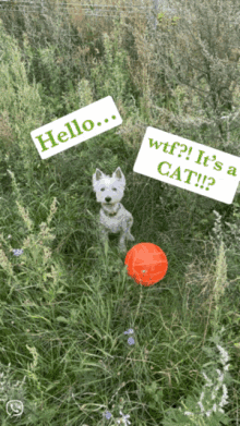 Westie Dog GIF - Westie Dog GIFs