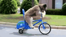 Dog On A Bike GIF - Bike Dog Pedal GIFs