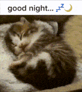 a picture of a cat sleeping with the words good night zzz