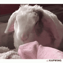 a white rabbit laying on a pink blanket with kapwing written in the corner