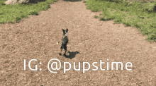 a dog walking on a dirt path with the words ig @pupstime