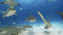 Tiger Sharks GIF - Under The Sea Ocean Sharks GIFs
