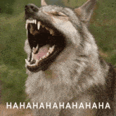 a close up of a wolf with its mouth open and the words " hahahaha " written below it