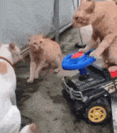 two cats are playing with a toy car while another cat looks on