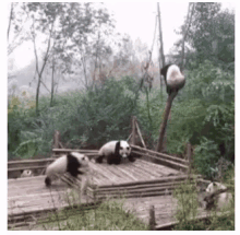 Panda GIF