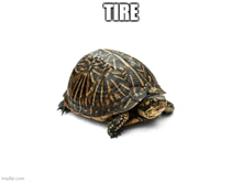 a box turtle is sitting on a white surface with the word tire above it .