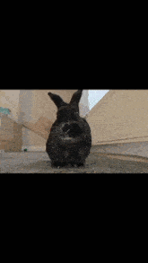 Rabbit Bunny GIF - Rabbit Bunny Bun GIFs