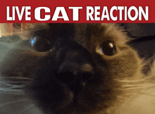Ragdoll Reaction GIF - Ragdoll Reaction Live GIFs