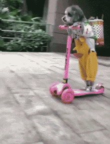 Dog Scooter GIF - Dog Scooter Fall GIFs