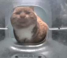 Cat First Thought GIF - Cat First Thought Side Eye GIFs